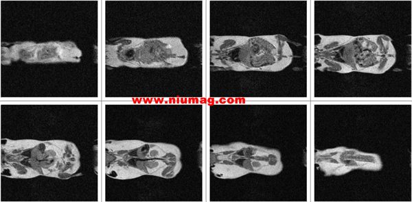 (NM21-040H-I) 小鼠核磁共振成像仪